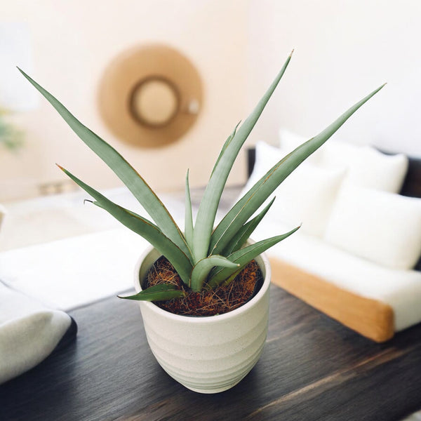 Sansevieria hybrid 'Chain' (Sansevieria Silver Syreni)