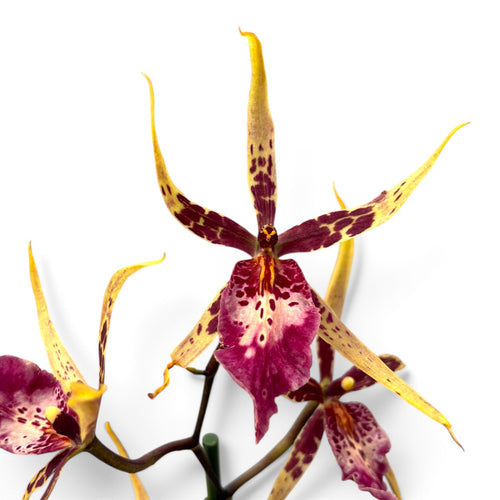 Aliceara 'Arcenic Action IV' - parfumata