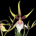 Brassidium Yellow Star - fiori grandi, profumati