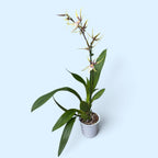 Brassidium Yellow Star - fiori grandi, profumati