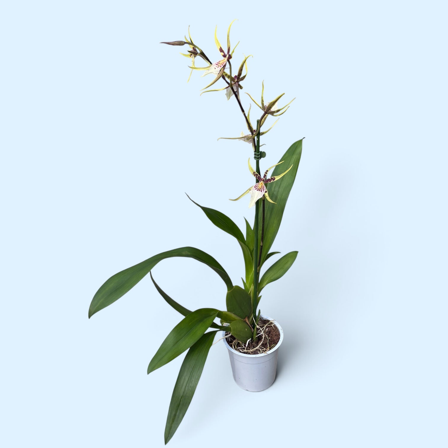 Brassidium Yellow Star - fiori grandi, profumati