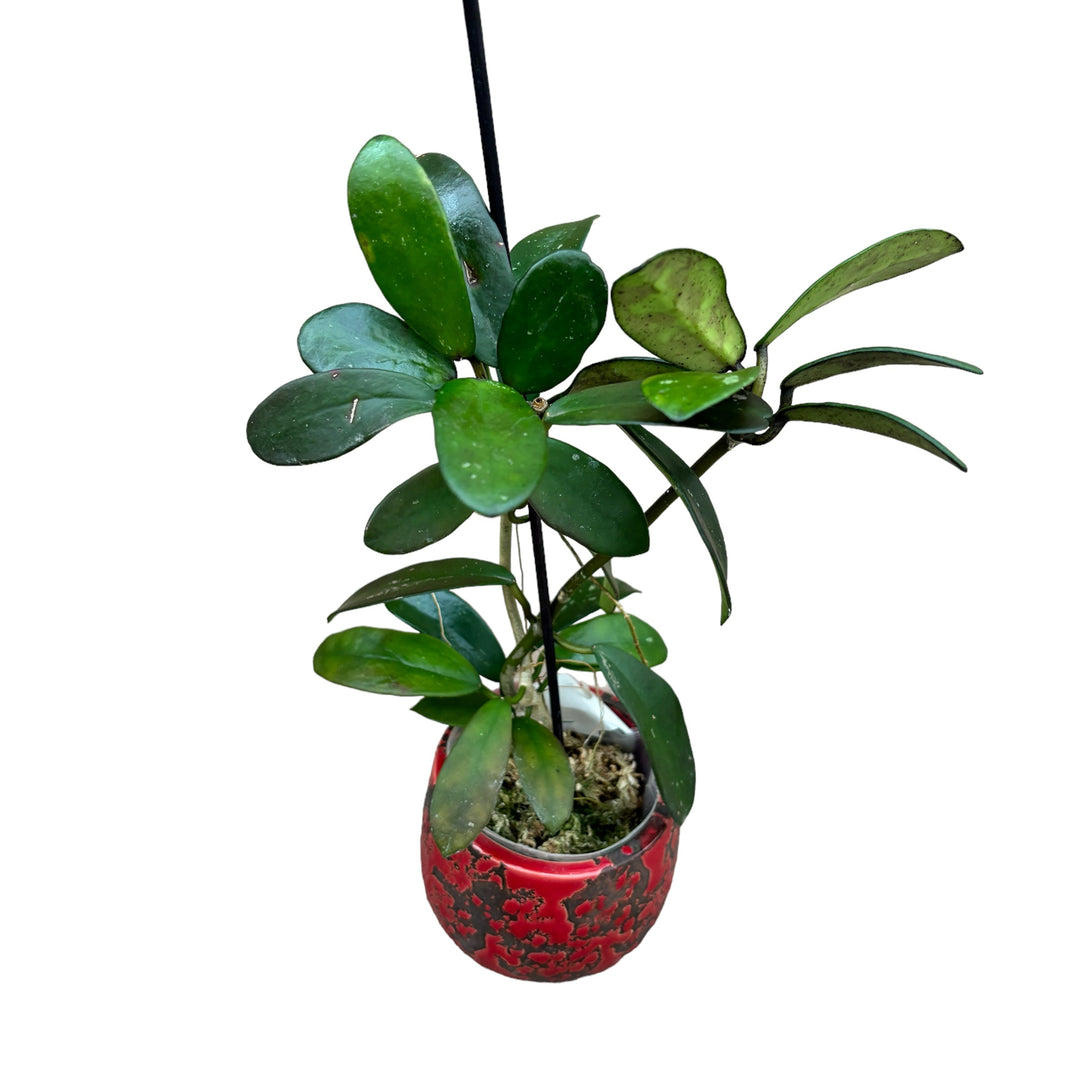 Hoya diversifolia - exemplare dezvoltate
