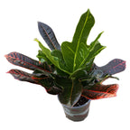 Croton Codiaeum Excellent D12