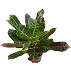 Croton Codiaeum Excellent D12
