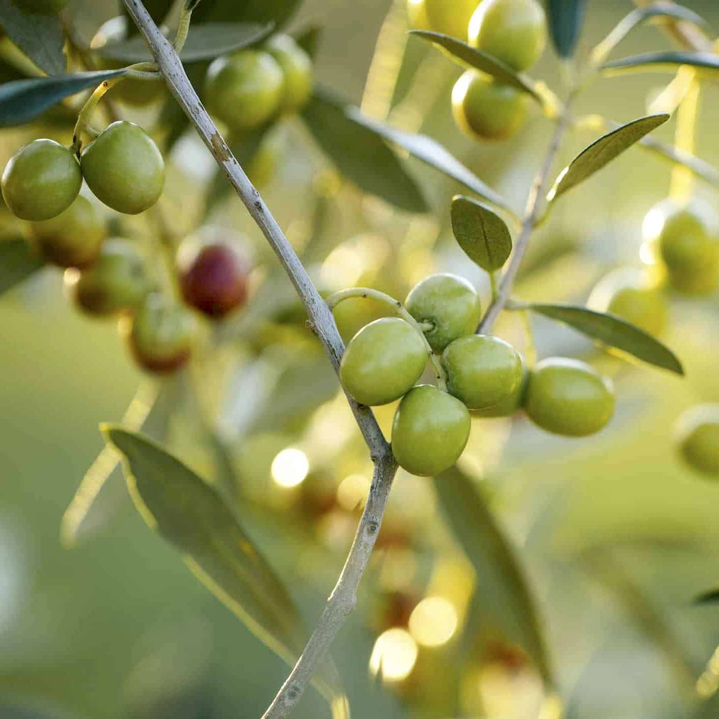 Maslin (Olive tree - Olea Europaea)