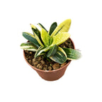 Gasteria verrucosa f. variegata