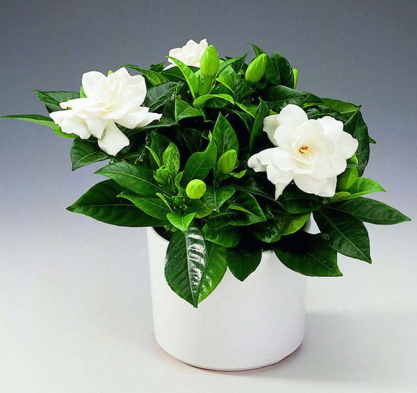 Gardenia Jasminoides (indoor) fragrant (minimum 3 plants/pot)
