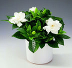 Gardenia Jasminoides (indoor) fragrant (3 plants / pot)