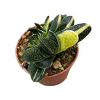 Gasteria verrucosa f. variegata