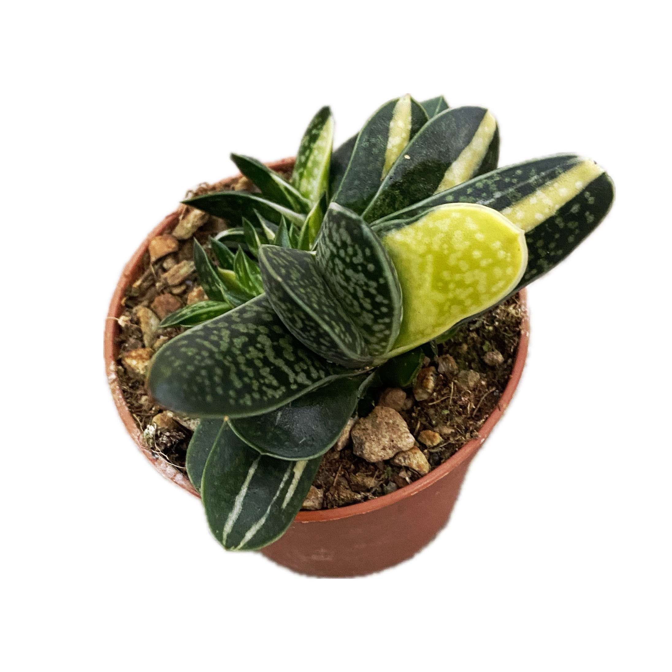 Gasteria verrucosa f. variegata