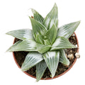 Haworthia retusa cv. Grey Ghost