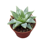 Haworthia retusa cv. Grey Ghost