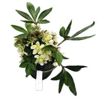 Čemeřice Viv Valeria (Spanz)