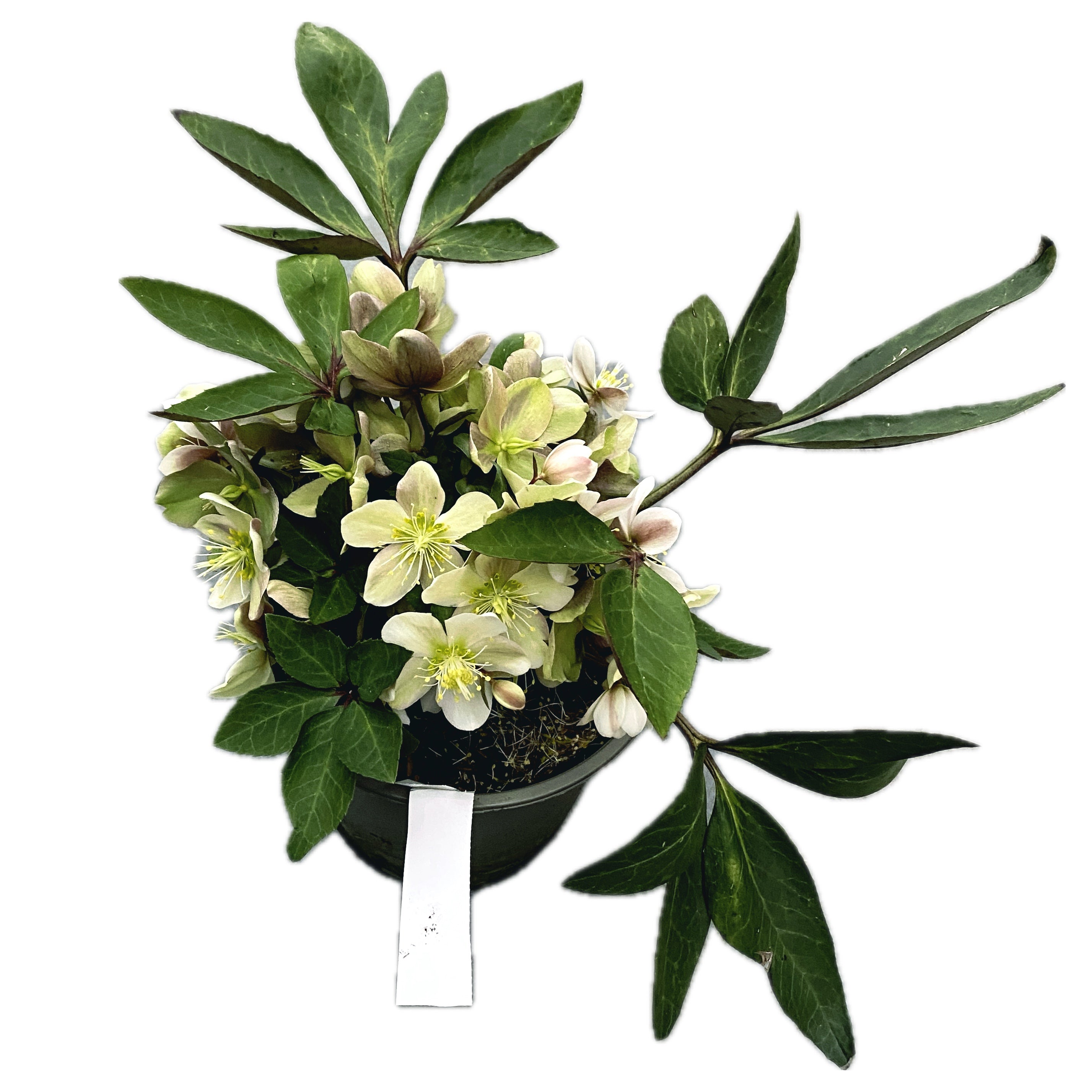 Helleborus Viv Valeria (Spanz)