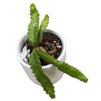 Euphorbia stellata (caudex) D6