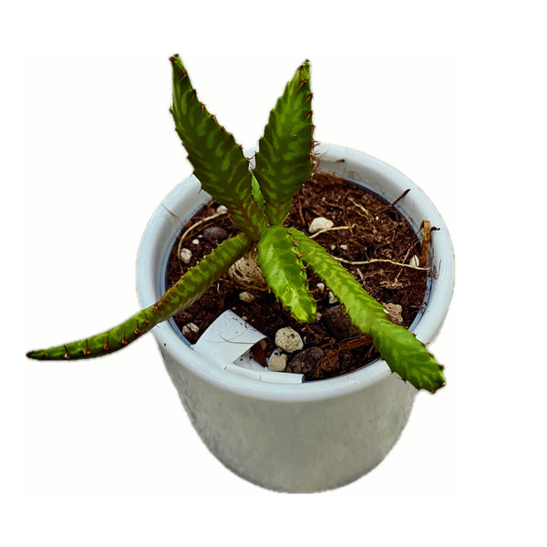 Euphorbia stellata (caudex) D6