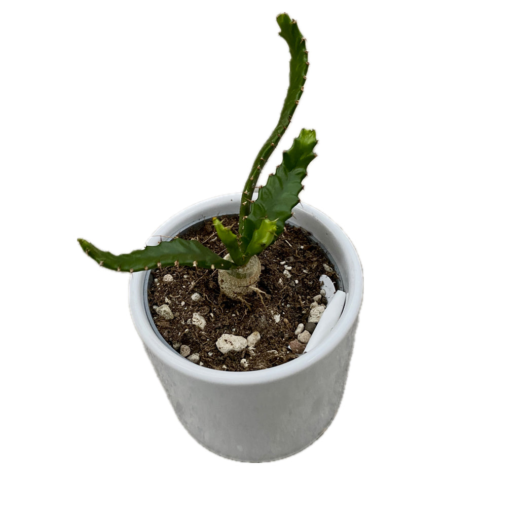 Euphorbia stellata (caudex) D6