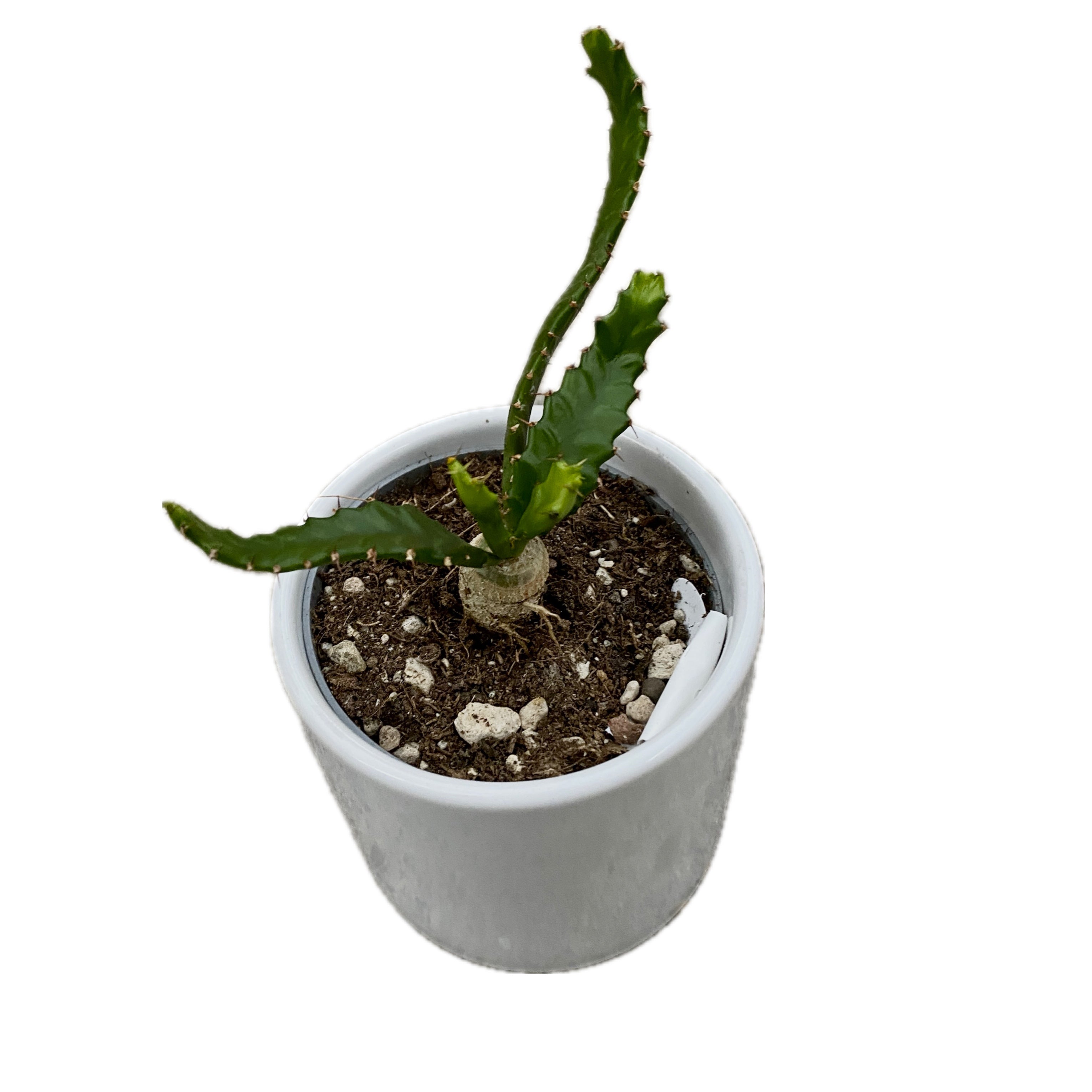 Euphorbia stellata (caudex) D6