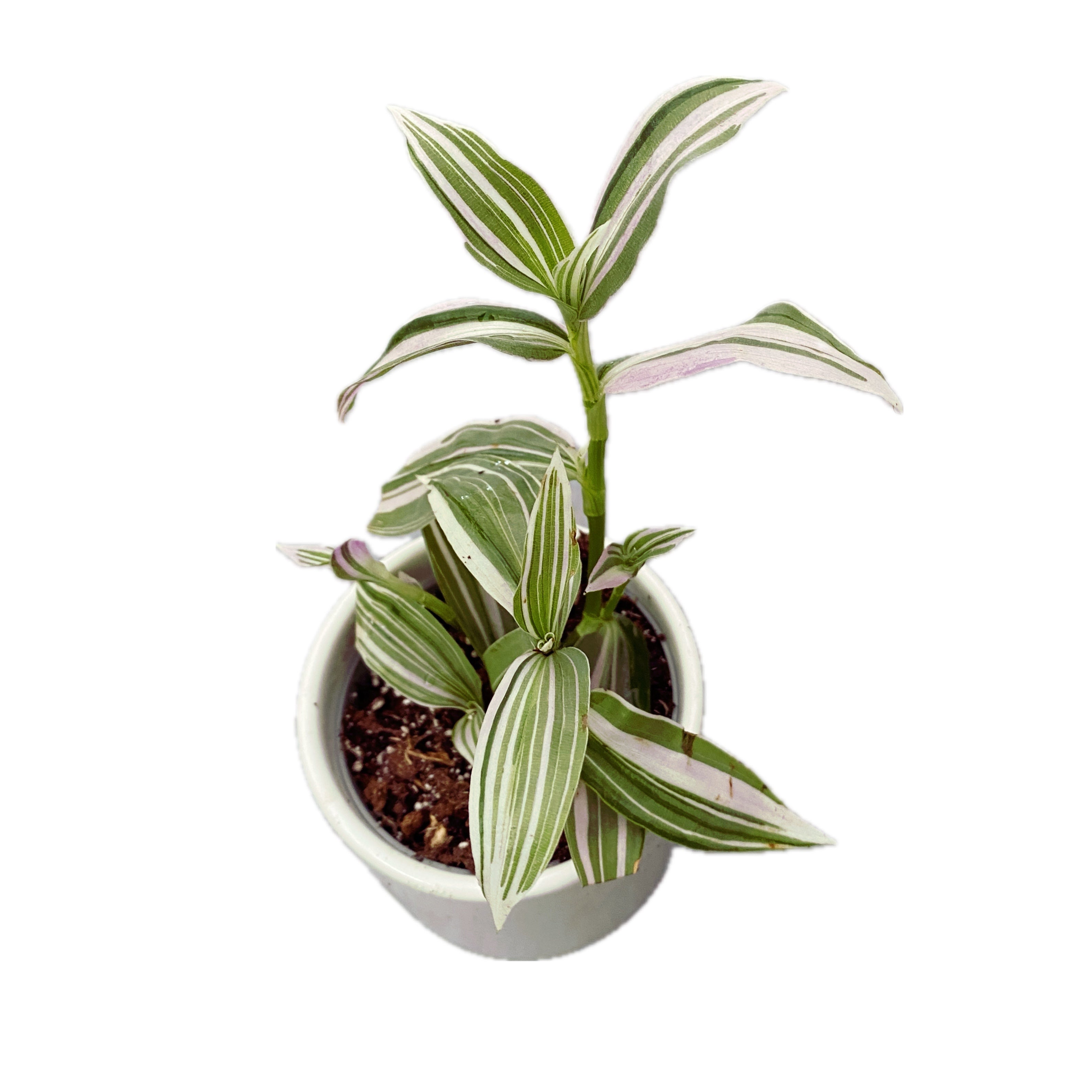 Tradescantia ‘Lollipop’