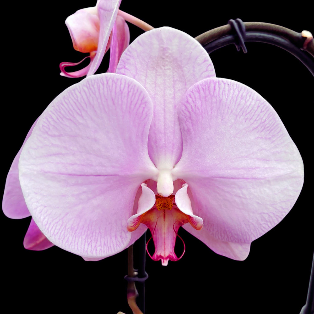Phalaenopsis Rhone (kwiaty XL)