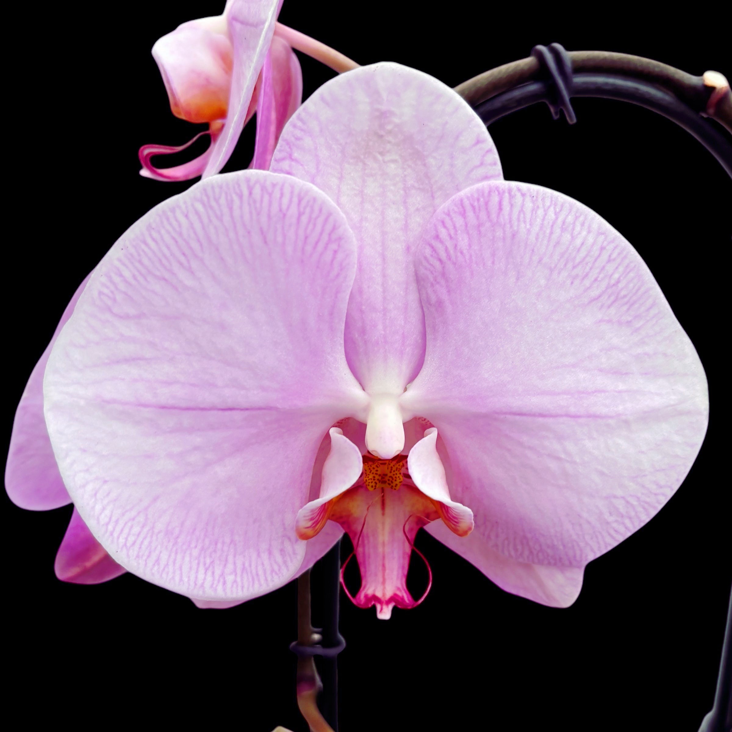 Phalaenopsis Rhone (flori XL)