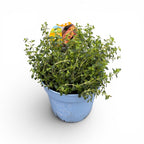 Cimbrisor - Thymus x citriodorus 'Lemon' - planta aromatica comestibila