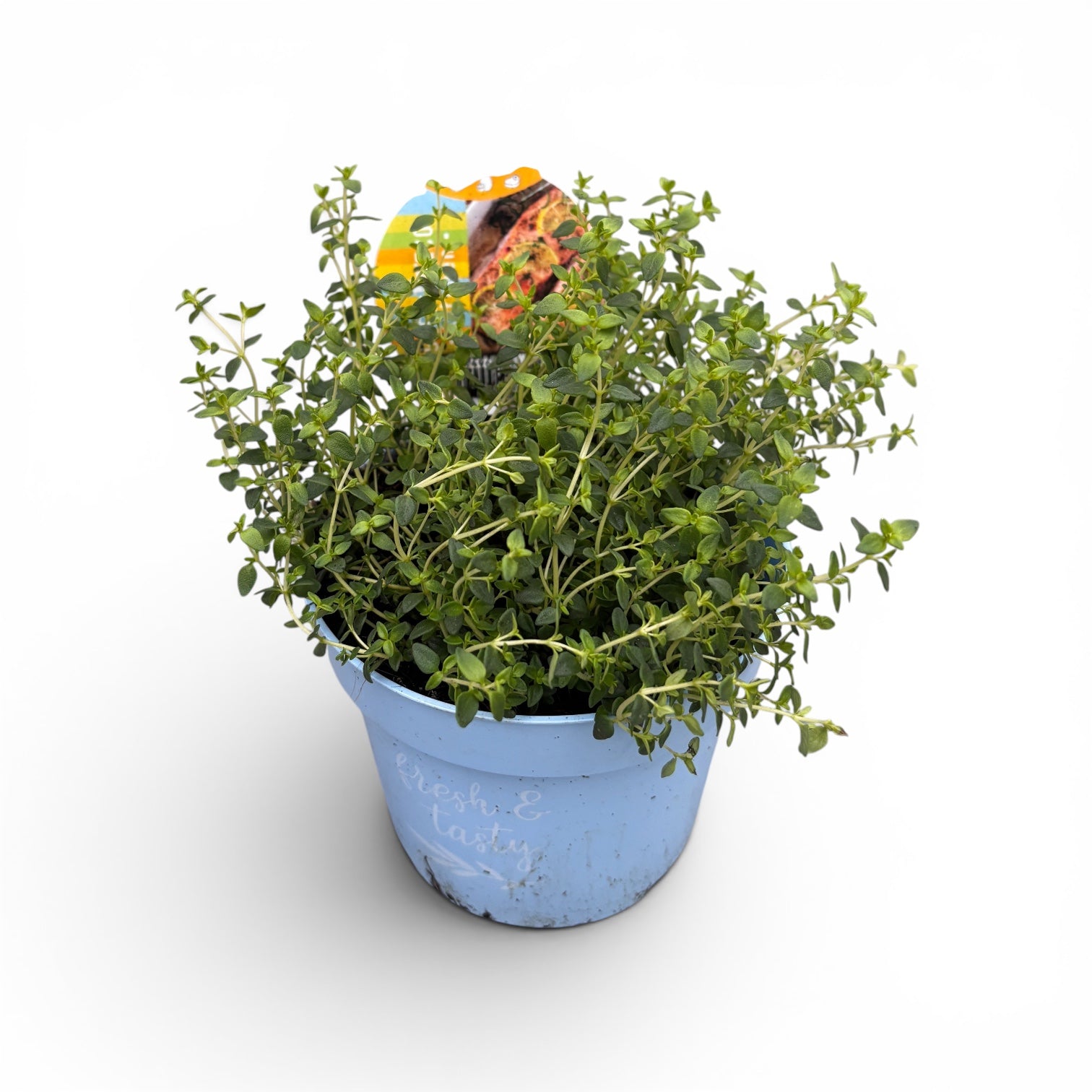Cimbrisor - Thymus x citriodorus 'Lemon' - planta aromatica comestibila