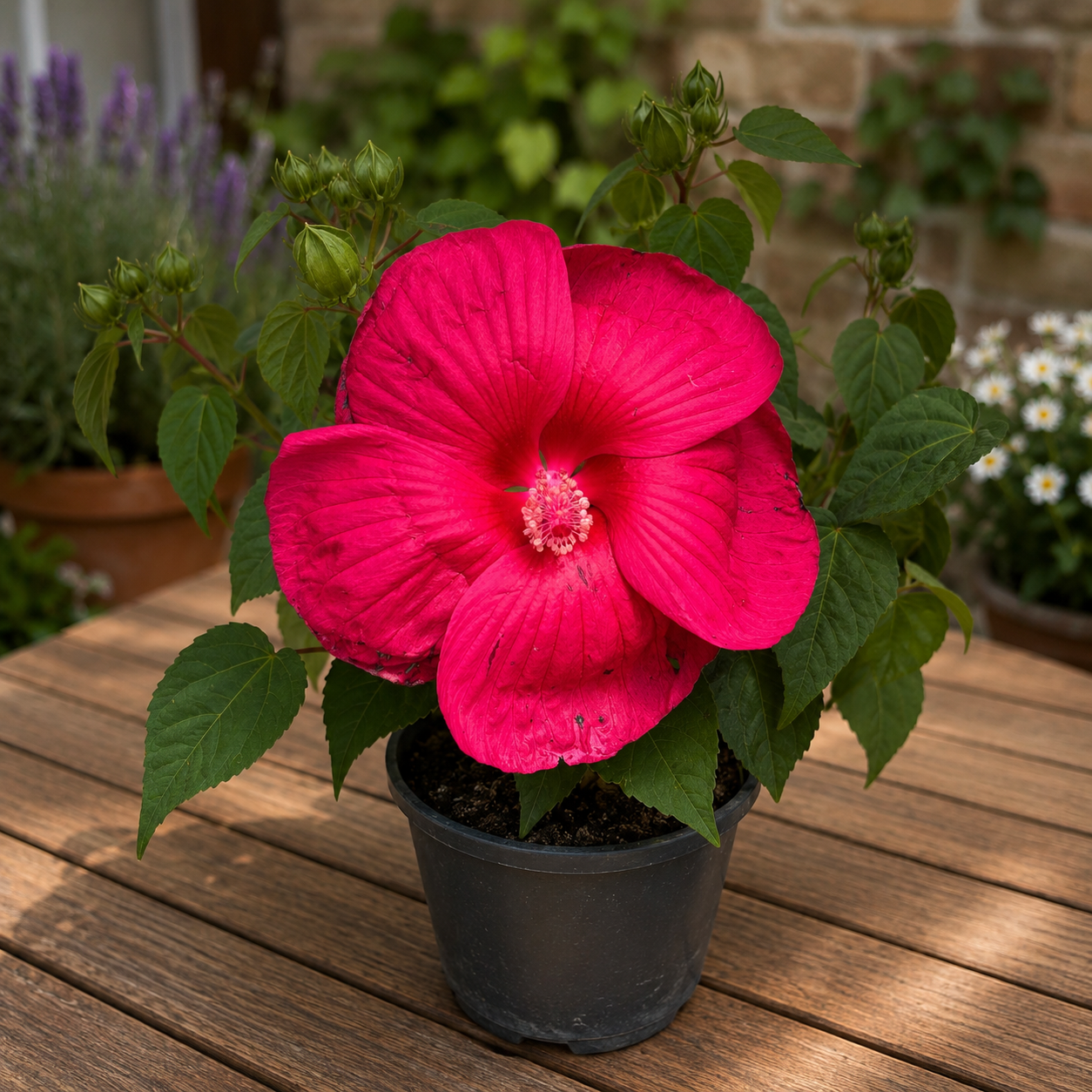 Hibiscus moscheutos „Extreme Magenta” – Évelő Hibiscus óriási magenta színű virágokkal