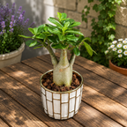 Adenium arabicum - desert rose with impressive caudex and exotic flowers