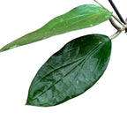 Hoya cinnamomifolia var. purpureofusca (Hoya purpureofusca) - flori parfumate