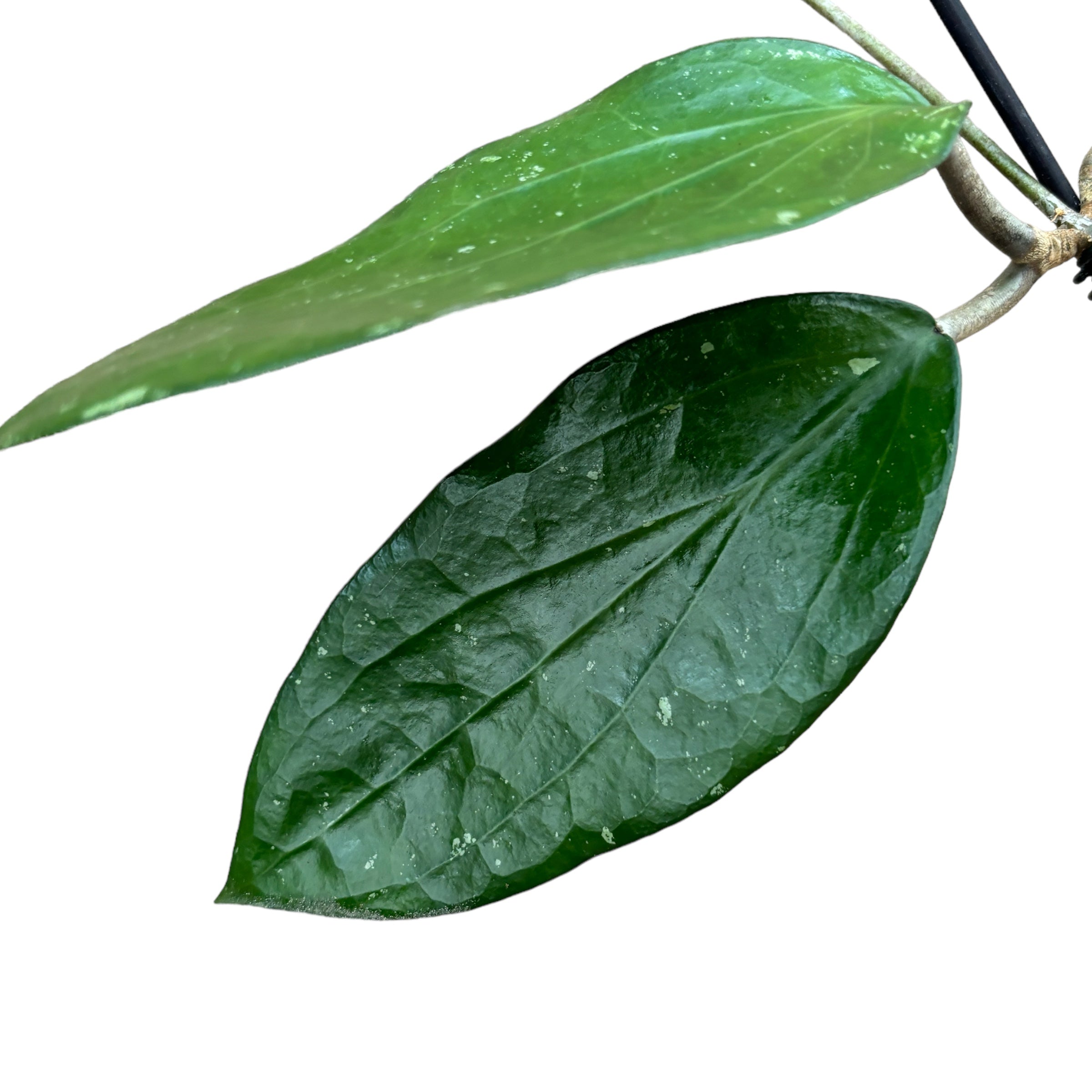 Hoya cinnamomifolia var. purpureofusca (Hoya purpureofusca) - flori parfumate