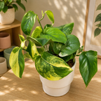 Scindapsus „Jade Satin” Variegata – рядко растение с нефритенозелени листа и жълта шарка