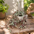 Ceropegia woodii „Silver Glory“ XL – Leuchterblume mit silbernen Blättern