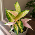 Aglaonema 'China Pink' - aglaonema with pastel foliage
