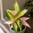 Aglaonema 'China Pink' - aglaonema with pastel foliage