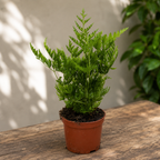 Pteris straminea (Silver Lace Fern / Silver Fern / Straw Fern)