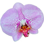 Phalaenopsis Azijski Diamant