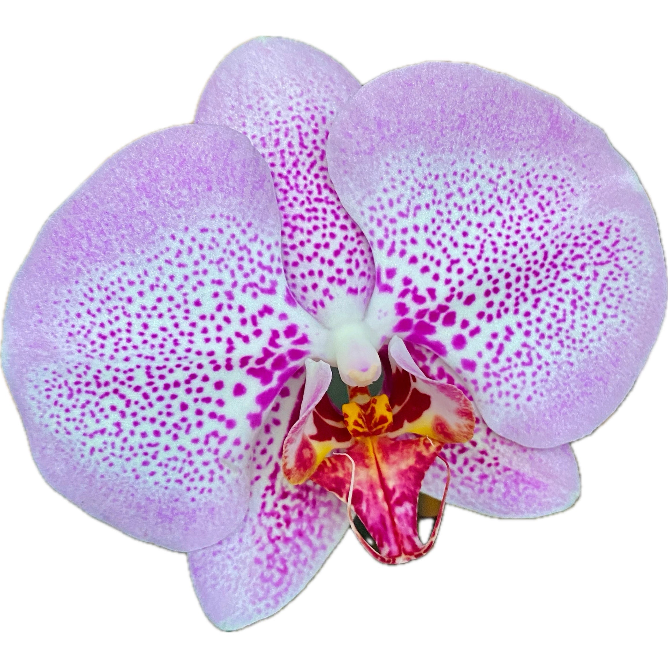 Phalaenopsis Asian Diamond
