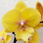 Phalaenopsis KS Big Stone (Gloria) big lip