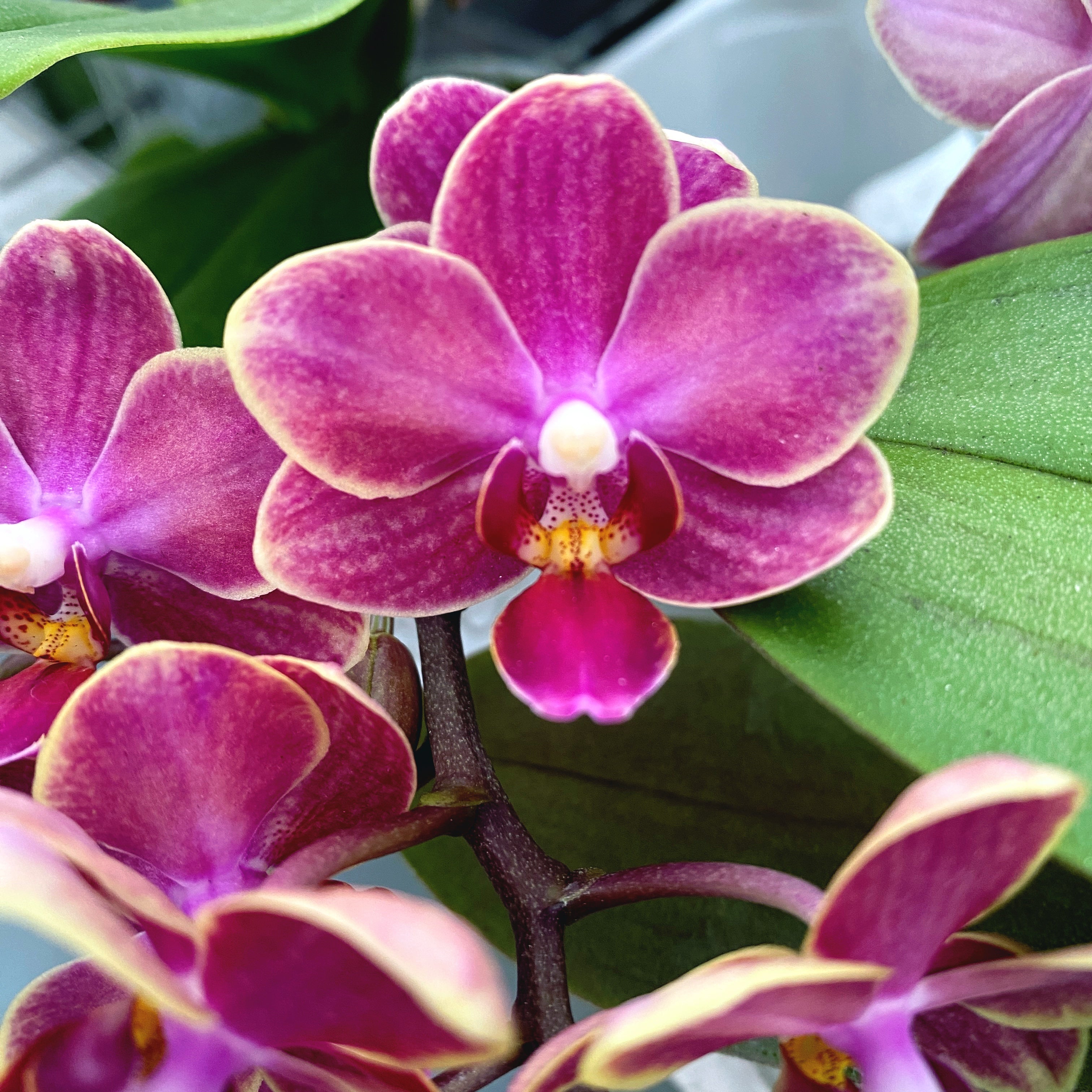 Phalaenopsis Wagaski