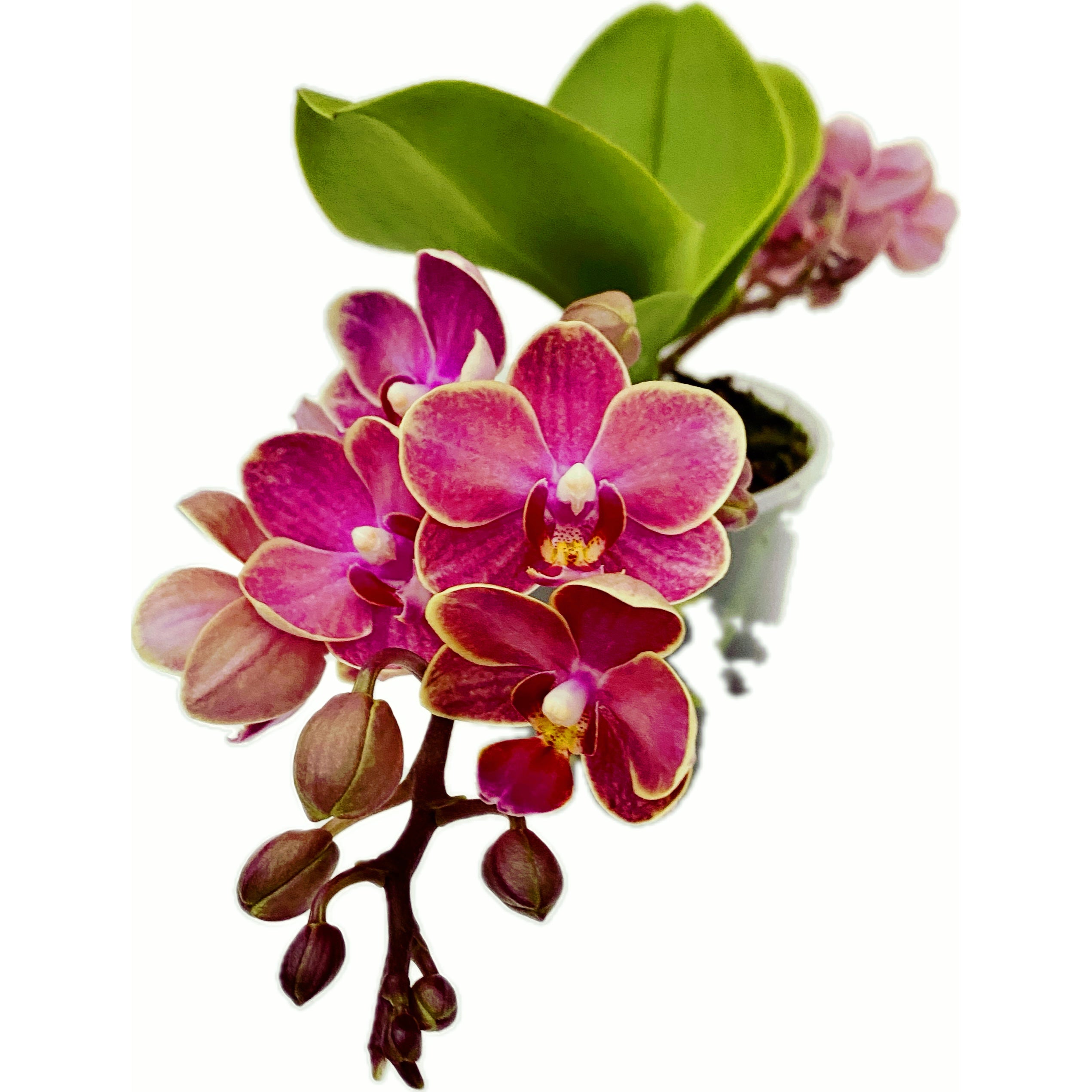 Phalaenopsis Wagaski