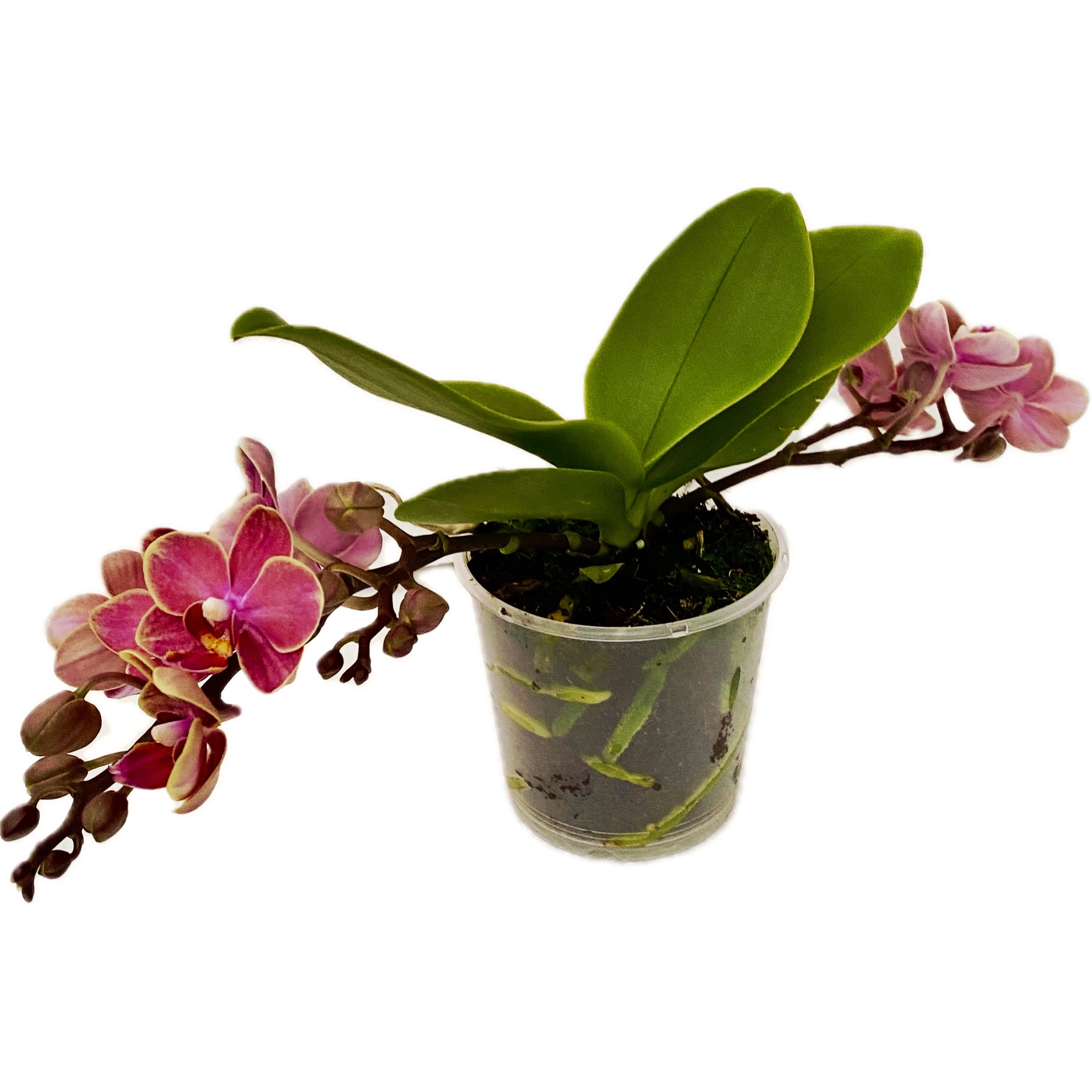 Phalaenopsis Wagaski
