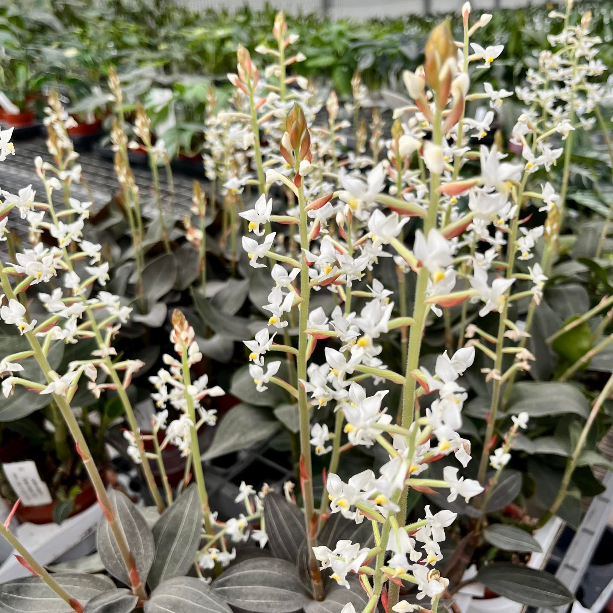 Ludisia discolor var. nigrescens