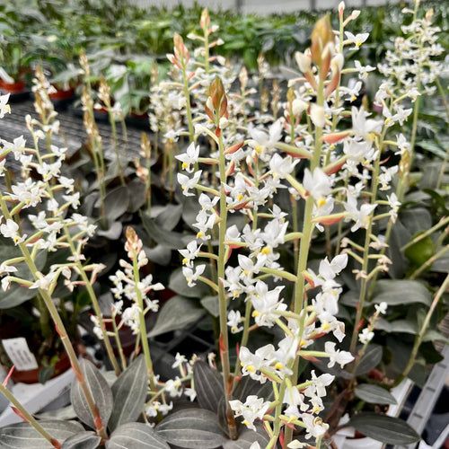 Ludisia discolor var. nigrescens