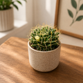 Mammillaria decipiens subsp. camptotricha - Cactus nido de pájaro