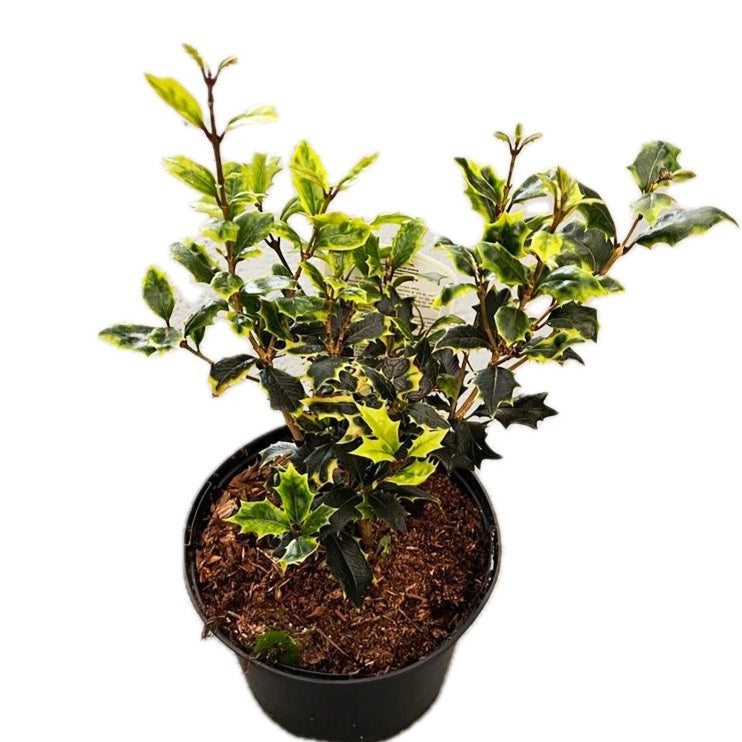 Osmanthus heterophyllus 'Aureomarginatus' - voňavý, zahradní