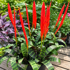 Vriesea 'Splenriet' – flammande svärd, bromelia med röd blomställning