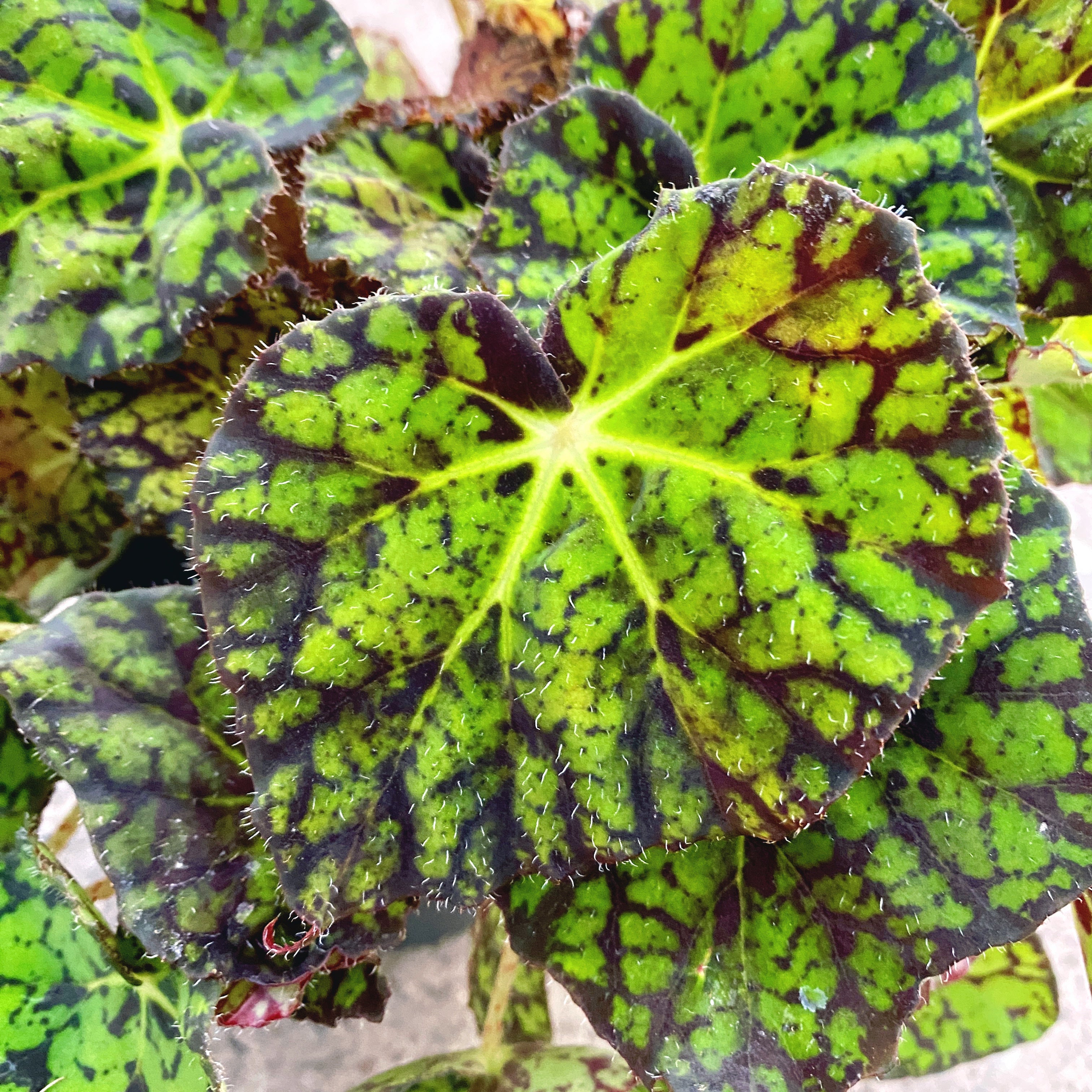 Begonia Samba