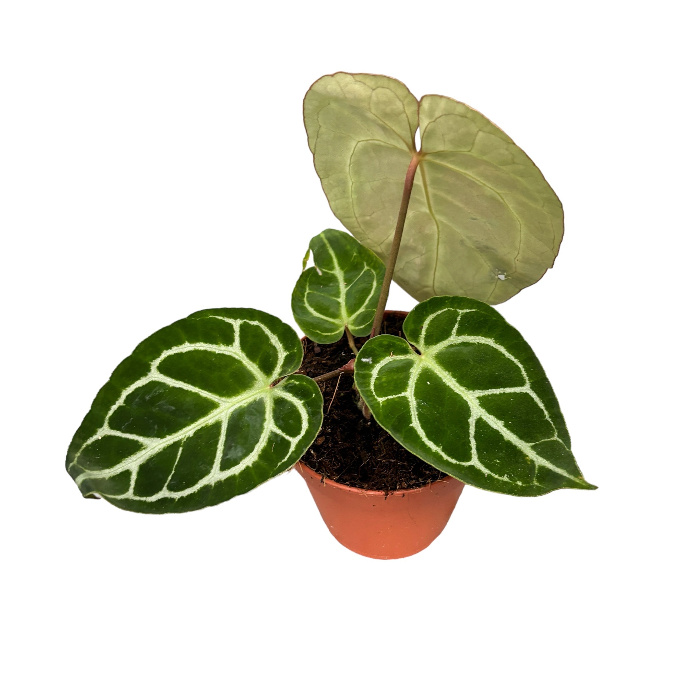 Anthurium crystallinum D12 – Secret Garden Plant Shop