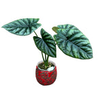 Alocasia sinuata (Quilted Dreams Alocasia)